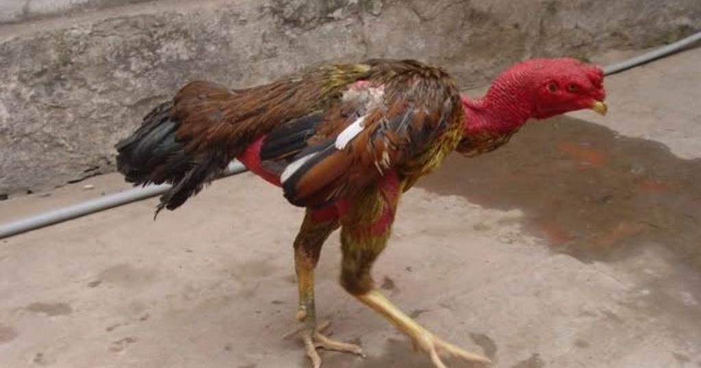 Nguyên nhân dẫn tới tình trạng gà thở khó khăn bạn nên biết