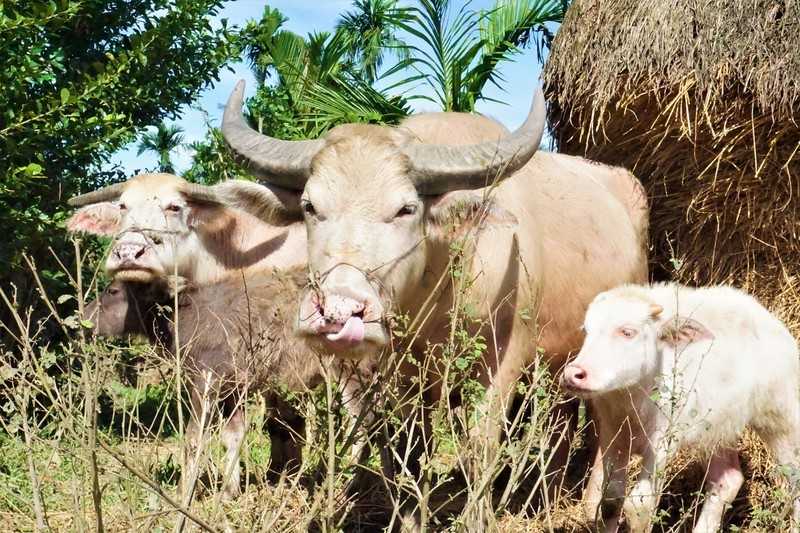 Trâu vốn đã khá quen thuộc trong văn hoá người Việt
